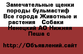 Замечательные щенки породы бульмастиф - Все города Животные и растения » Собаки   . Ненецкий АО,Нижняя Пеша с.